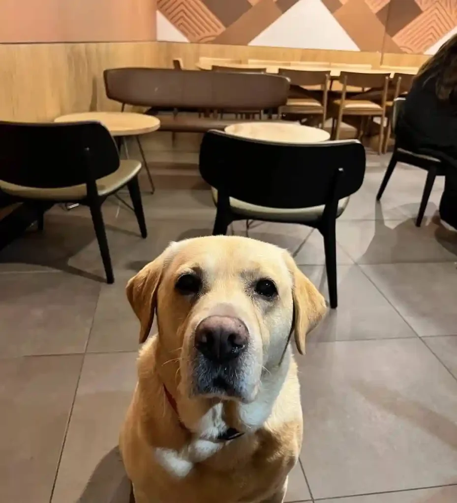 Starbucks Dogs Allowed UK