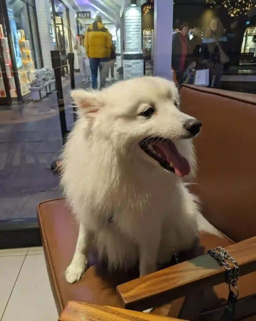 Starbucks Wirral pet friendly