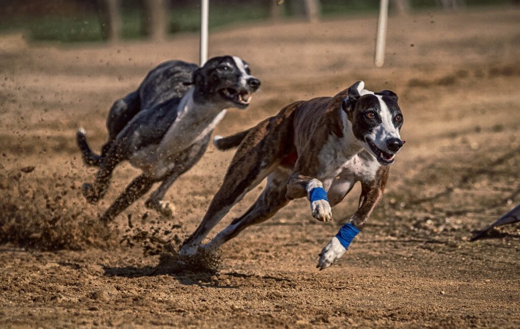 Greyhound Racing in the UK: A Tradition of Speed and Strategy